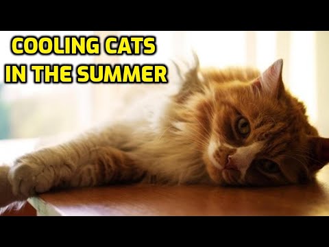 How To Keep Cats Cool In Hot Weather