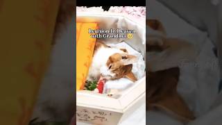 😢Reunion In Heaven#sad even death can&#39;t do us apart🕯️#love #family I will be with you forever