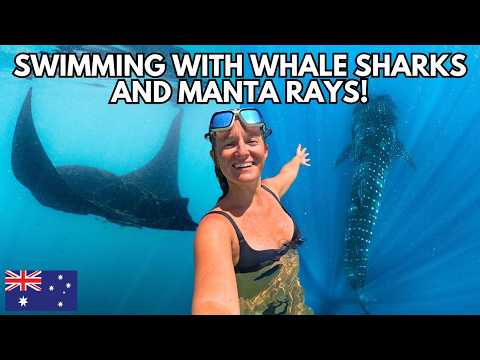 NINGALOO REEF, AUSTRALIA: Swimming With WHALE SHARKS in EXMOUTH & MANTA RAYS in CORAL BAY!