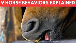 Why Do Horses Do That 9 Horse Behaviors Explained!
