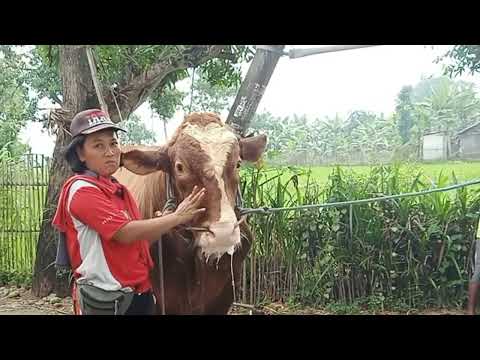 krycie koni zimnokrwistych sokólskish Aston Villa vs Arsenal