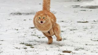 Des chats hilarants qui voient pour la première fois un temps fou nouvelle vidéo drôle de chats