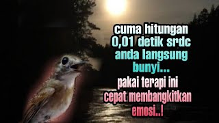 Download lagu Terapi srdc malam hari dan pagi, terapi srdc agar cepat gacor, pancingan srdc macet bunyi, srdc mp3