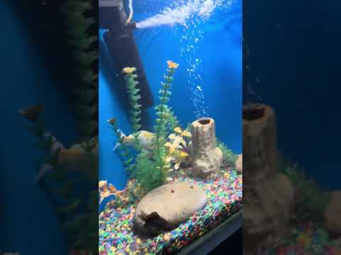 Acuario en los cocos Córdoba 