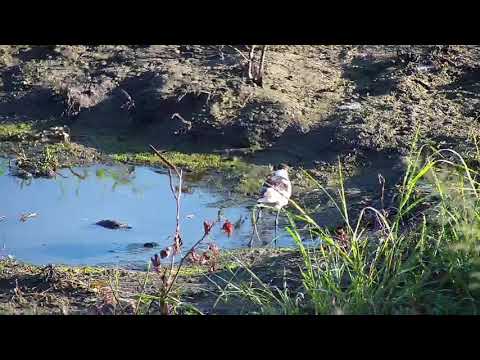 Djuma: Blacksmith Lapwing - 06:31 - 01/12/21