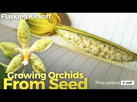 Growing Orchids From Seed (Video 1 of 4) - sowing dry seeds using hydrogen peroxide & a glovebox