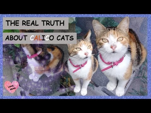 THE REAL TRUTH ABOUT CALICO CATS