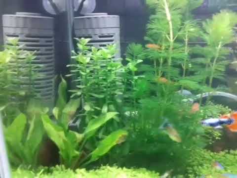 Aquascape cumi2 go...by.amirudin khan