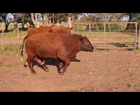 4 TOROS SA – LA PORTEÑA – RED ANGUS