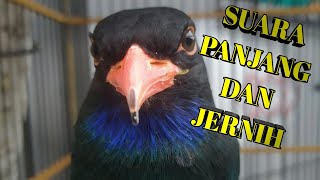 Download lagu masteran TENGKEK BUTO GACOR suara jernih ngekek panjang full HD mp3