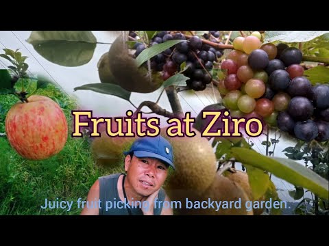 Ziro ka Naspati aur Angur🤤 // #ziro #grape #pear #gardening