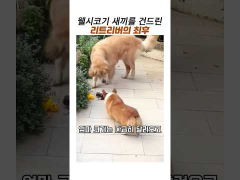 웰시코기 새끼를 건드린 리트리버의 최후#골든리트리버#아기 웰시코기#웃긴동물