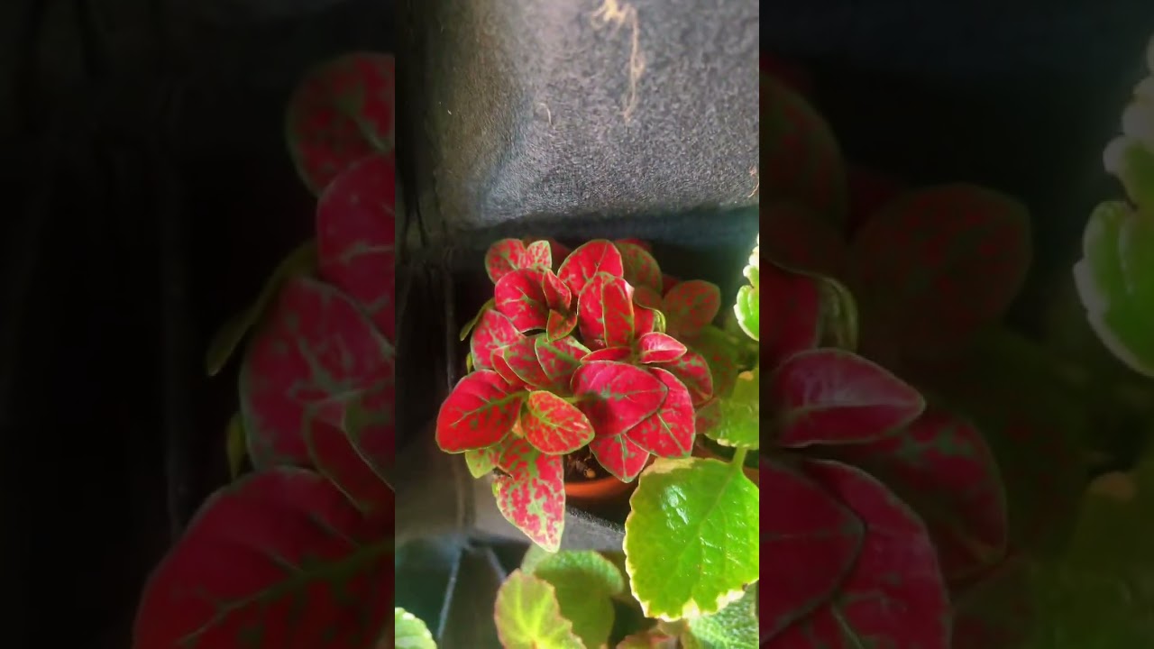 Discover Vibrant 2” Starter Plants for Your Home #houseplants