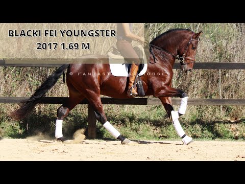 BLACKI - youngster FEI Potential PURA RAZA ESPAÑOL For sale