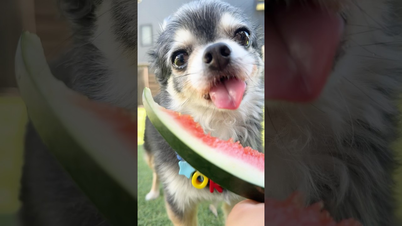 スイカのおいしい季節🍉  #犬のいる生活 #shorts