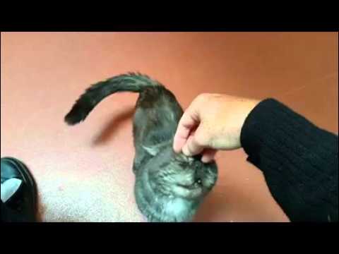THE CUTEST ADOPTION CAT PATS flat faced cats funny