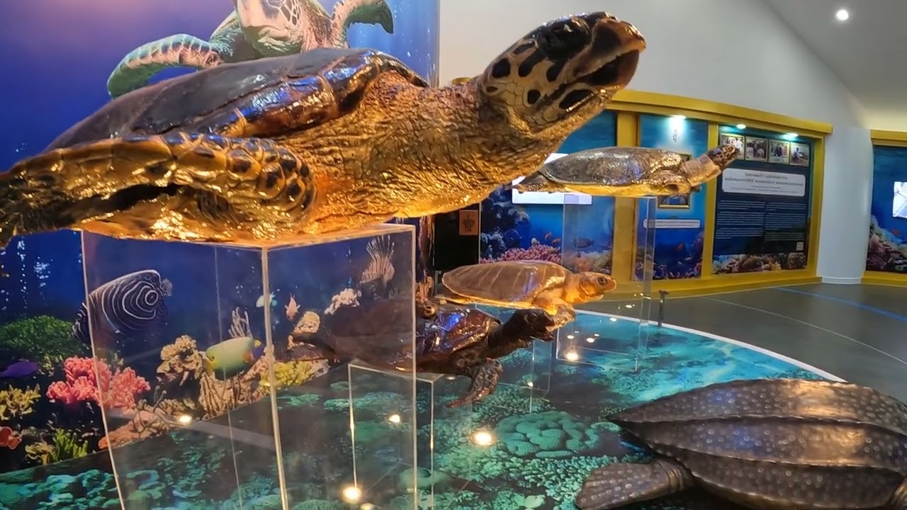 Experience the captivating Sea Turtle Conservation Center, an initiative by the Royal Thai Navy.