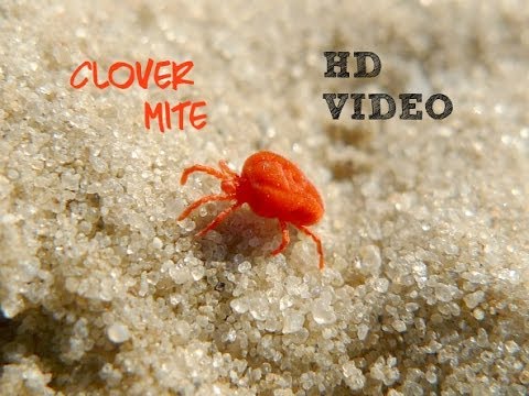 Red Clover Mites HD