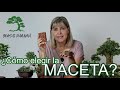 ¿cómo elegir la maceta correcta para nuestros bonsais