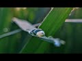 Mon Meteche Mon Moyuri Sad WhatsApp Status Broken Heart Status