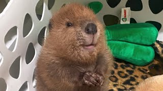 Do baby beavers dream? Yes!