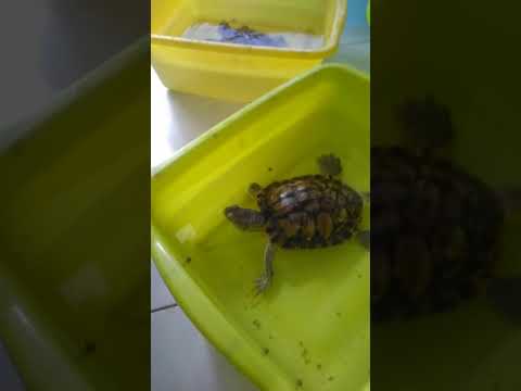 [2019.01.08] Feeding Time!