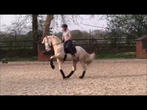 9yo Inter II - GP Lusitano gelding, 167 cm H