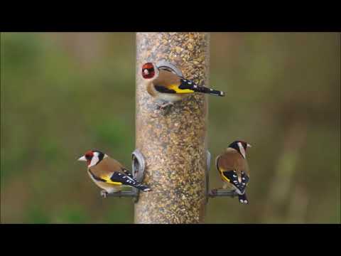 Cornel Ţăranu (1934-2023): String trio (1952)