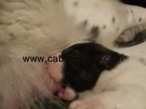 Cachorros Mastines del Pirineo Camada Q 18-12-08 2