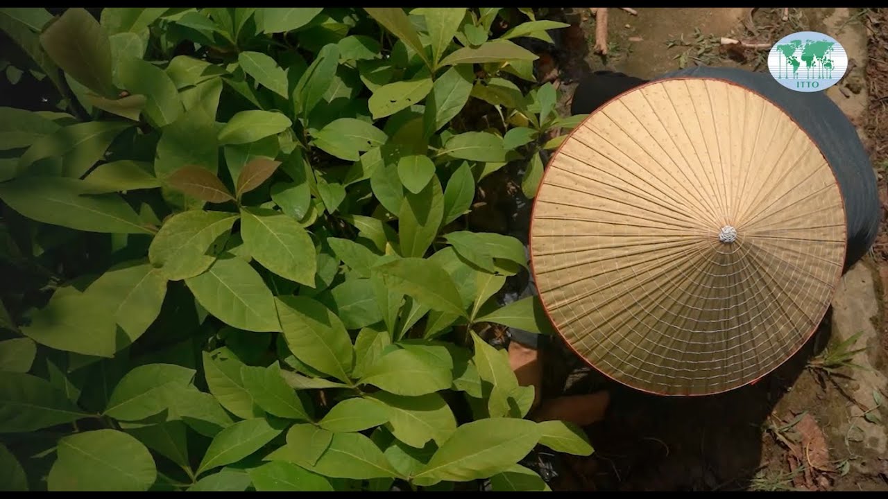 ITTO in Viet Nam: Building domestic teak value chains and diversifying wood sources