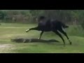 ANGRY Horse STOMPS Alligator What S Trending Now