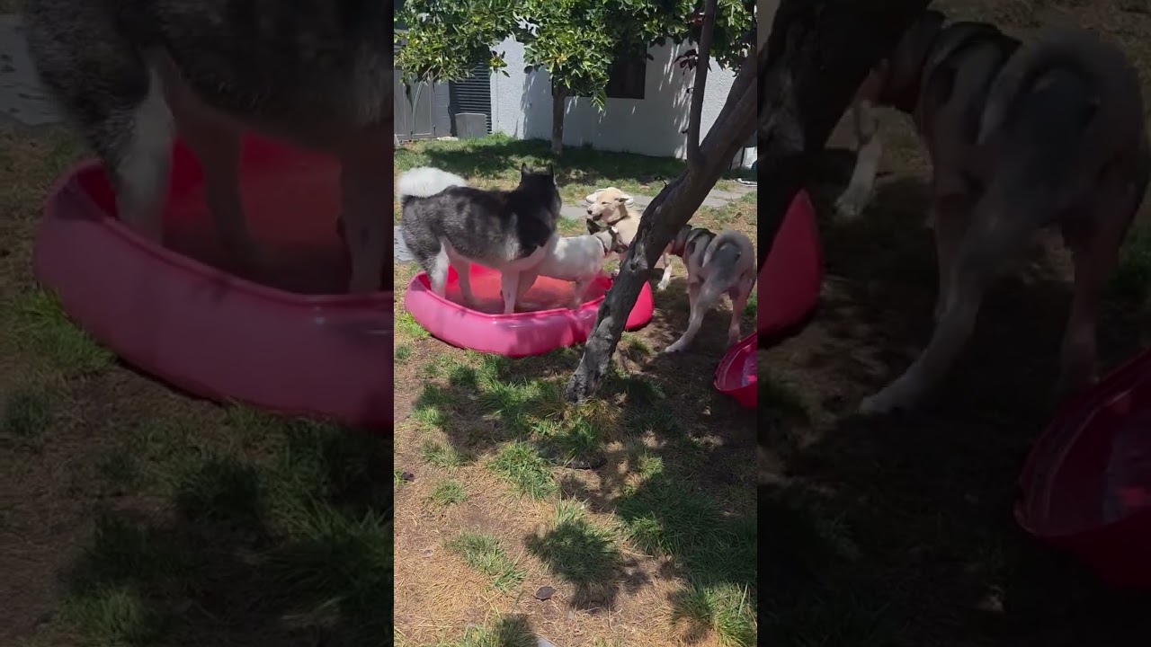 Enlarge Khaleesi, a ADOPTABLE mixed breed in Rancho Palos Verdes, CA video 6/6