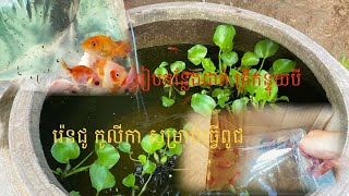 Jeruk Bali/ Pomelo Berbuah Lebat #shorts #pomelofruit #orange ...