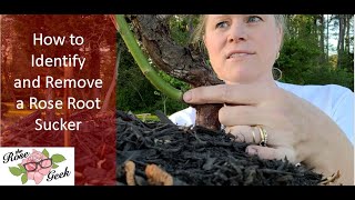 🌹 Rose Root Sucker - How to Identify and Remove a Rose Sucker from a grafted David Austin Rose