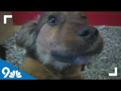 It's National Dog Day!