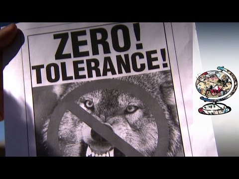 Should Wolves in the USA Be Protected? (2010)