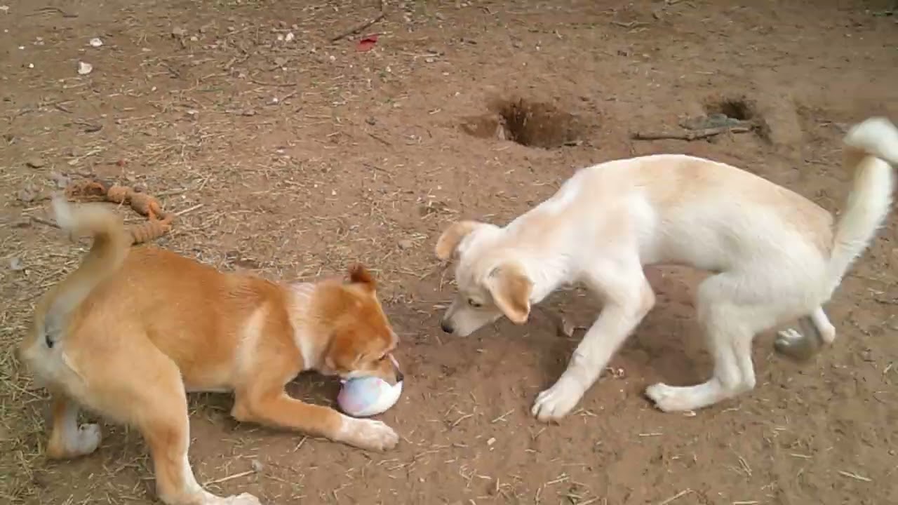 Enlarge HUDSON, an adopted mixed breed in San Antonio, TX video 5/5