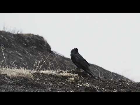 RAVEN IN THE SNOW 4K