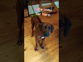 the head tilt thought #ridgeback #asha #cute #puppy #Nana