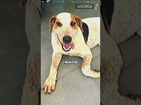 Cachorro comunitário morre baleado em Toledo e moradores cobram identificação de autor do crime