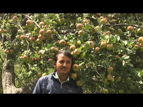High Density Apple || Agro Manang|| Manoj Kumar Shahi||