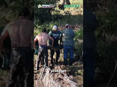 Compartimos la ​liberación de un Cuajipal en Villa Sandino, Chontales.