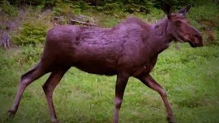 GGC - 29 - Spark Plug Problems, Moose Encounters, and Roadside Gardens