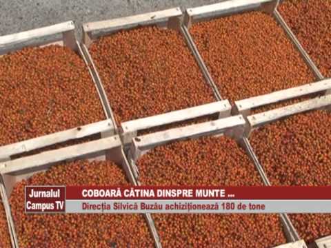 COBOARA CATINA DINSPRE MUNTE