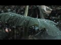 Rain Status Video Barish Whatsapp Status And Natural Status Video
