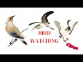 Exploring The Avian Wonders Bird Watching In Nepal