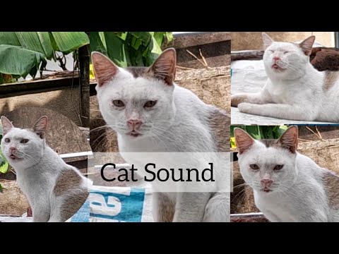 Cats Meowing | cat sound |animal sound | Ayushi's World