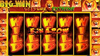 BIG WIN SLOT 🔥 Wild Life Slot 🎰 Bonus & Free Spins Explosion!