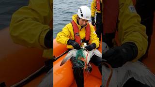 Rescue at Sea A Seabird’s Fight for Freedom
