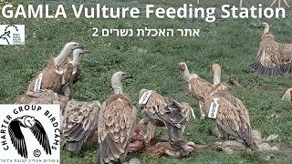 LIVE Vulture Feeding Station Gamla CAM |Israel Nat. and Parks Auth.| Charter Group of Wildlife live webcam